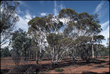 APII jpeg image of Eucalyptus eremophila  © contact APII