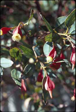 APII jpeg image of Eucalyptus dolichorhyncha  © contact APII