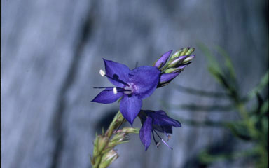 APII jpeg image of Veronica arenaria  © contact APII