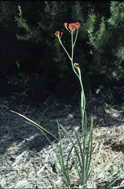 APII jpeg image of Haemodorum coccineum  © contact APII