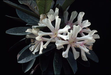 APII jpeg image of Rhododendron leucogigas  © contact APII