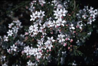 APII jpeg image of Eriostemon scaber subsp. latifolius  © contact APII