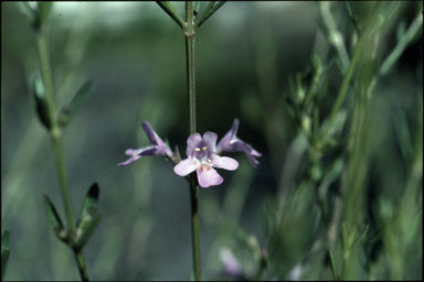 APII jpeg image of Westringia crassifolia  © contact APII