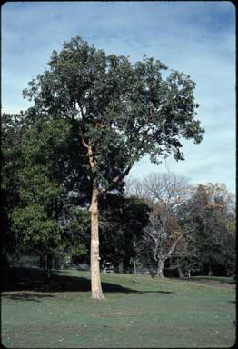 APII jpeg image of Corymbia watsoniana  © contact APII