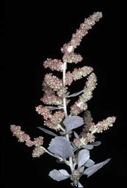 APII jpeg image of Atriplex nummularia  © contact APII