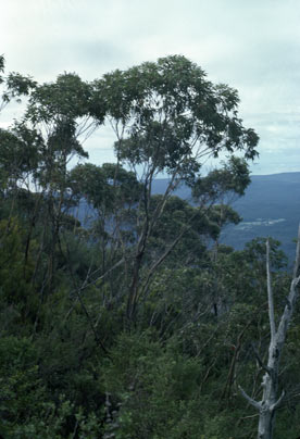 APII jpeg image of Eucalyptus imlayensis  © contact APII