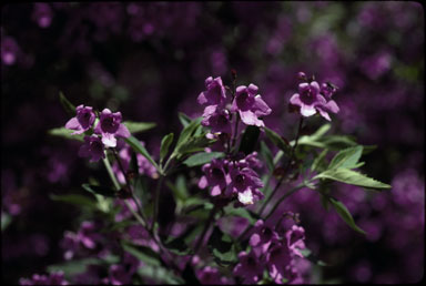 APII jpeg image of Prostanthera latifolia  © contact APII