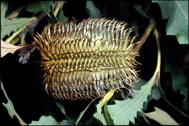 APII jpeg image of Banksia quercifolia  © contact APII