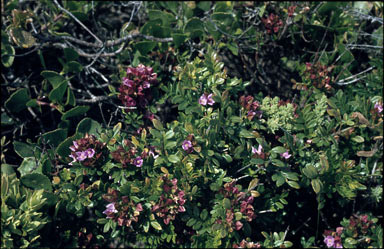 APII jpeg image of Boronia alata  © contact APII