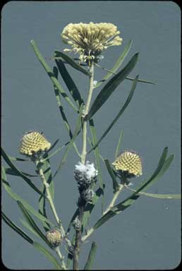 APII jpeg image of Isopogon sphaerocephalus  © contact APII