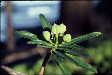 APII jpeg image of Euphorbia norfolkiana  © contact APII