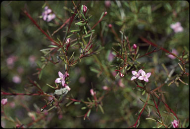 APII jpeg image of Boronia filifolia  © contact APII