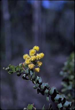 APII jpeg image of Acacia uncinata  © contact APII