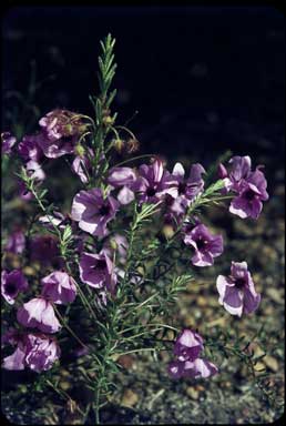 APII jpeg image of Tetratheca confertifolia  © contact APII