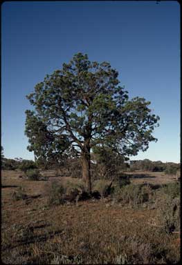 APII jpeg image of Callitris preissii subsp. preissii  © contact APII