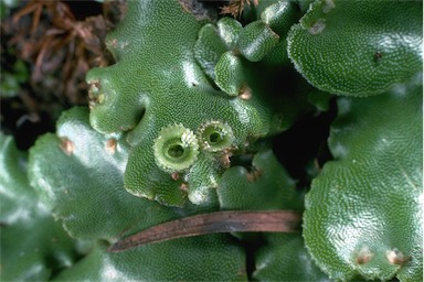 APII jpeg image of Marchantia sp.  © contact APII