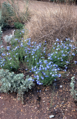 APII jpeg image of Lechenaultia biloba  © contact APII