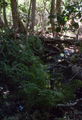 APII jpeg image of Cyclosorus interruptus  © contact APII