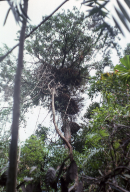 APII jpeg image of Drynaria  © contact APII