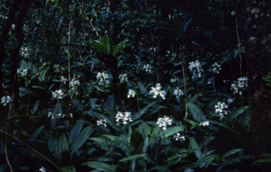 APII jpeg image of Calanthe triplicata  © contact APII