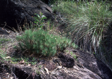 APII jpeg image of Borya septenrionalis  © contact APII