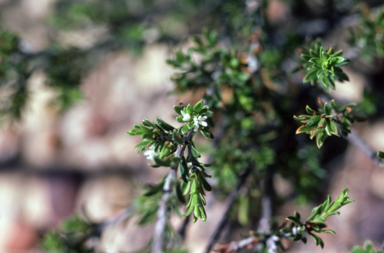 APII jpeg image of Pseudanthus sp.  © contact APII