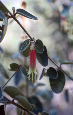 APII jpeg image of Correa 'Bindaga'  © contact APII