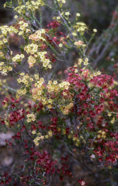 APII jpeg image of Calytrix tetragona  © contact APII