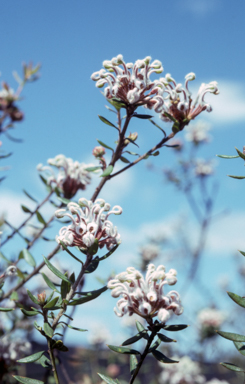 APII jpeg image of Grevillea buxifolia subsp. phylicoides  © contact APII