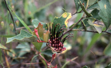 APII jpeg image of Grevillea ilicifolia  © contact APII
