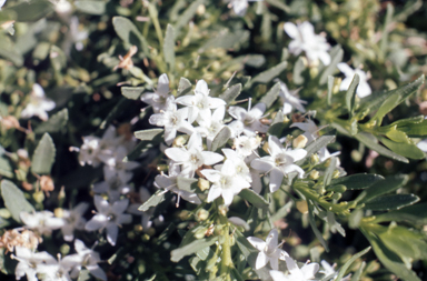 APII jpeg image of Myoporum parvifolium  © contact APII