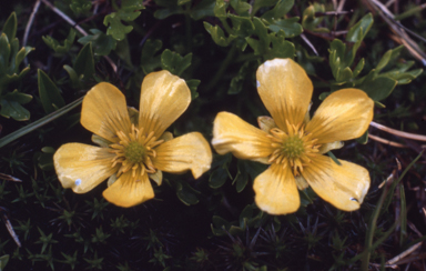 APII jpeg image of Ranunculus niphophilus  © contact APII