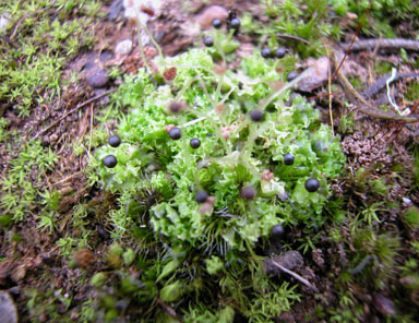 APII jpeg image of Fossombronia densa  © contact APII