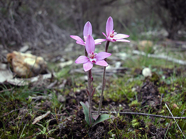 APII jpeg image of Caladenia reptans  © contact APII