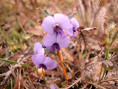 APII jpeg image of Hovea trisperma  © contact APII