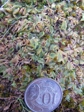 APII jpeg image of Riccia sp.  © contact APII