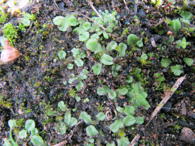 APII jpeg image of Riccia sp.  © contact APII