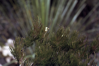 APII jpeg image of Adenanthos filifolius  © contact APII