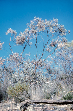 APII jpeg image of Eucalyptus caesia 'Silver Princess'  © contact APII