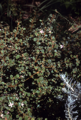 APII jpeg image of Correa alba 'Western Pink Star'  © contact APII