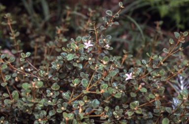 APII jpeg image of Correa alba 'Western Pink Star'  © contact APII