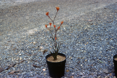 APII jpeg image of Anigozanthos 'Werite Woorata'  © contact APII
