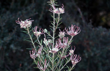APII jpeg image of Grevillea 'Evelyn's Coronet'  © contact APII