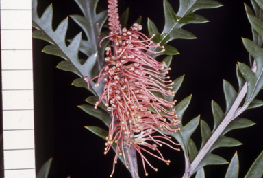 APII jpeg image of Grevillea 'Poorinda Anticipation'  © contact APII