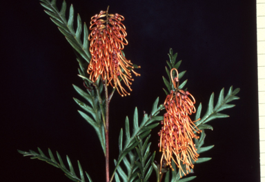 APII jpeg image of Grevillea 'Poorinda Silver Sheen'  © contact APII