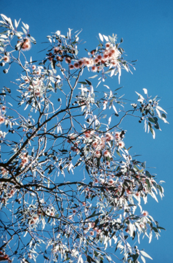 APII jpeg image of Eucalyptus caesia 'Silver Princess'  © contact APII