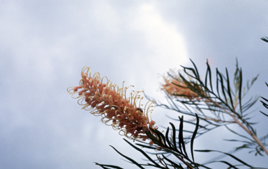 APII jpeg image of Grevillea 'Pink Surprise'  © contact APII
