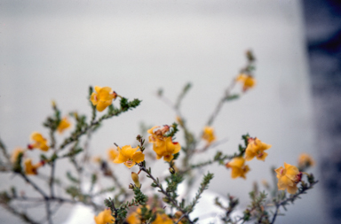 APII jpeg image of Lechenaultia 'Outspan Midas'  © contact APII