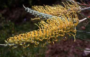 APII jpeg image of Grevillea 'Sandra Gordon'  © contact APII