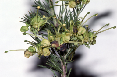 APII jpeg image of Grevillea glabella 'Limelight'  © contact APII